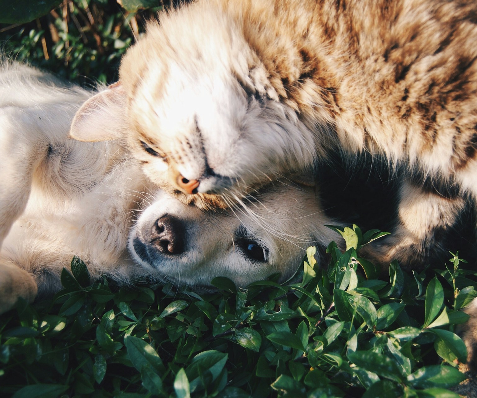 Cane e gatto in clinica veterinaria